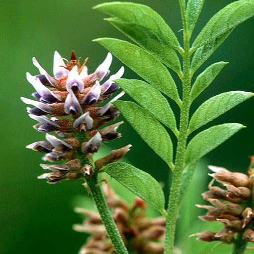 saldymedis